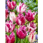 Tulipán 'Purple Circus' 5 ks Velikost hlíz: 12+ – Sleviste.cz