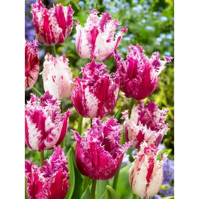 Tulipán 'Purple Circus' 5 ks Velikost hlíz: 12+ – Sleviste.cz