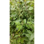 Jilm sibiřský QP60 (40/60) – Zboží Dáma