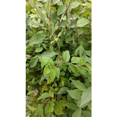 Jilm sibiřský QP60 (40/60) – Zboží Dáma