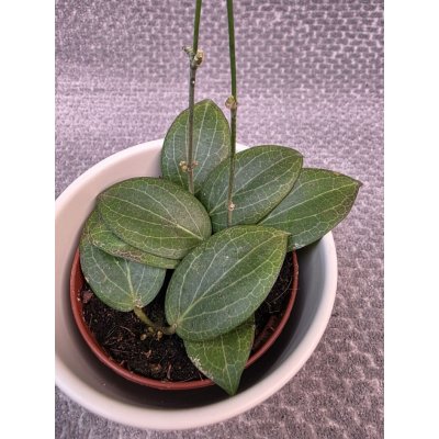 Hoya Fitchii 9 cm – Sleviste.cz