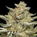 Humboldt Seed Company OG Triploid Auto semena neobsahují THC 3 ks – Zboží Dáma