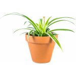 Gardners Chlorophytum Comosum, průměr 6 cm Chlorofytum, zelenec – Hledejceny.cz