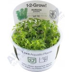 Hottonia palustris – Sleviste.cz