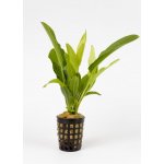 Echinodorus tricolor – Sleviste.cz