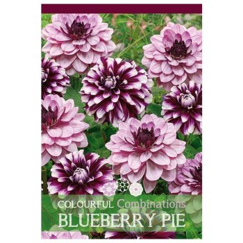 Jiřina ""Blueberry Pie"" směs