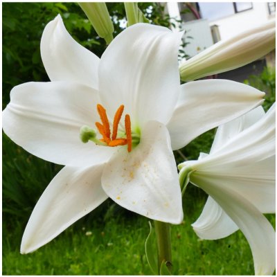 Lilie Canova - Lilium - prodej cibulovin - 1 ks