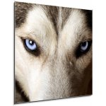 Skleněný obraz 1D - 50 x 50 cm - Close view of blue eyes of an Husky or Eskimo dog. Zblízka pohled na modré oči Huskyho nebo eskimského psa.