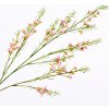 Květina Opuč - Chamelaucium větev růžový 109 cm