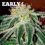 Delicious Seeds Black Russian Early Version semena neobsahují THC 1 ks – Sleviste.cz