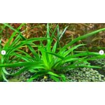 Eriocaulon sp Vietnam – Sleviste.cz