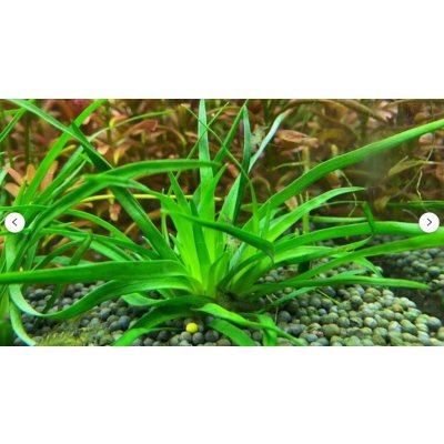 Eriocaulon sp Vietnam – Sleviste.cz