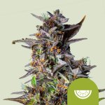 Royal Queen Seeds Watermelon Automatic semena neobsahují THC 1 ks – Zboží Dáma