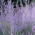 Perovskie lebedolistá Silvery Blue květináč 1,4 litru, výška 20/30cm, keř – Sleviste.cz