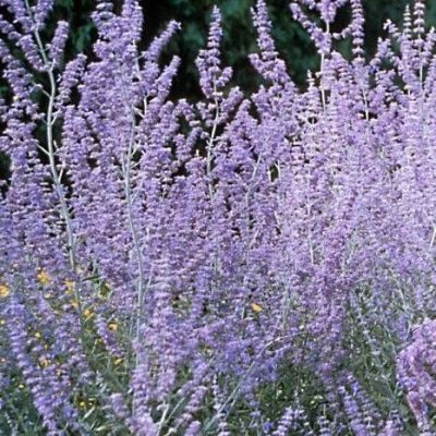 Perovskie lebedolistá Silvery Blue květináč 1,4 litru, výška 20/30cm, keř – Sleviste.cz