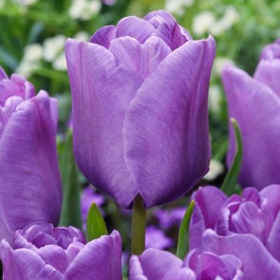 Tulipán Blue Aimable - Tulipa - cibule tulipánu - 3 ks – Zboží Dáma