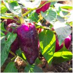 Paprika fialová Oda - Capsicum annuum - semena papriky - 9 ks – HobbyKompas.cz