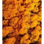 Preparovaný lišejník, 500 g, oranžový – Hledejceny.cz