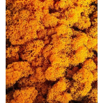 Preparovaný lišejník, 500 g, oranžový – Hledejceny.cz