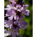 Verbena - Sporýš lékařský - rostlina Verbena officinalis - prodej semen - 0,5 gr