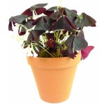 Gardners Oxalis Triangularis Sunny - purpurový, průměr 12 cm Šťavel purpurový, čtyřlístek – Zboží Mobilmania