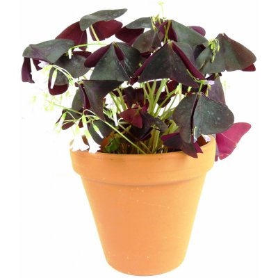 Gardners Oxalis Triangularis Sunny - purpurový, průměr 12 cm Šťavel purpurový, čtyřlístek – Zbozi.Blesk.cz