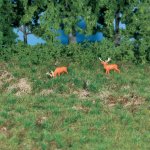 Heki Kittler Strukturální tráva lesní půda 1882 – Hledejceny.cz