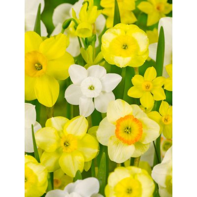Mix botanických narcisů 50 ks Velikost cibulí: 8/10 – Zboží Dáma