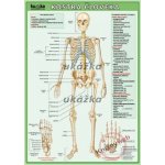 Kostra človeka – Hledejceny.cz