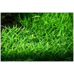 Lilaeopsis brasiliensis - Liliovníček brazilský – Sleviste.cz