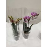 Orchidej Phalaenopsis 1 výhon, průměr květináče 9 cm, – Zbozi.Blesk.cz