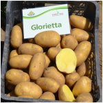 BIO Sadbové brambory Glorietta - Solanum tuberosum - Kiepenkerl - bio sadba - 10 ks – Hledejceny.cz