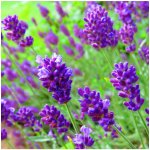 Levandule lékařská fialová Ellegance purple - Lavandula angustifolia - osivo levandule - 15 ks