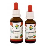 Salvia Paradise Ašvaganda Vitánie AF tinktura Bio 30 ml – Hledejceny.cz