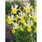 Kosatec 'Symphony hollandica' 10 ks – Hledejceny.cz