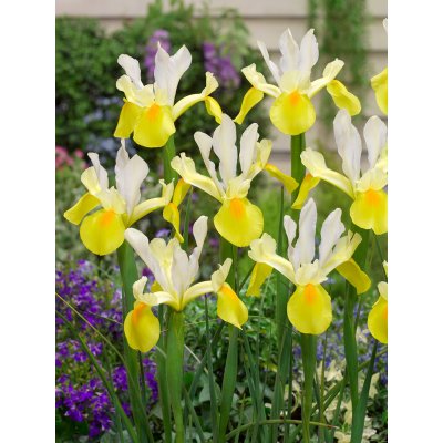 Kosatec 'Symphony hollandica' 10 ks – Hledejceny.cz