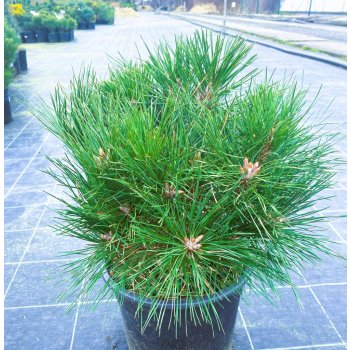 Pinus nigra 'Brepo®' Prodejní velikost: 030/040, Velikost hrnku: 7,5 l