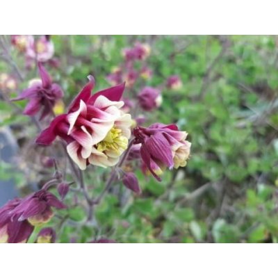 Aquilegia vulg. 'Winky Double Red White' Velikost hrnku: 10,5cm – Zbozi.Blesk.cz