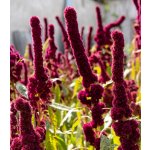 Laskavec krvavý Amaranthus cruentus semena laskavce 270 ks – Zboží Mobilmania