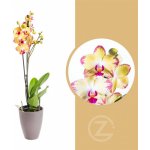 Orchidej Můrovec, Phalaenopsis Papaqayo, 2 výhony, žluto - vínová – Zboží Dáma