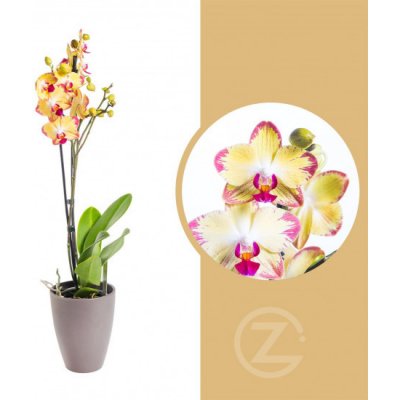 Orchidej Můrovec, Phalaenopsis Papaqayo, 2 výhony, žluto - vínová – Zboží Dáma