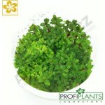 Ammania sp. Bonsai – Sleviste.cz