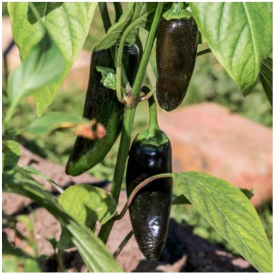 Paprika Black Knight F1 - Capsicum annuum - semena papriky - 7 ks