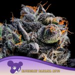 Anesia Seeds AUTO Blackberry Moonrocks semena neobsahují THC 5 ks – Zboží Dáma