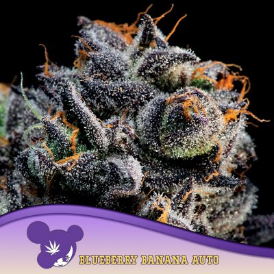 Anesia Seeds AUTO Blackberry Moonrocks semena neobsahují THC 5 ks – Zboží Dáma