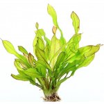 Echinodorus Green Chamäleon – Zboží Dáma