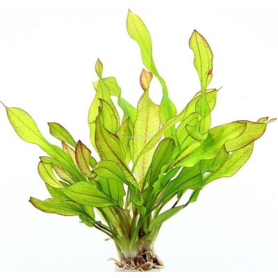 Echinodorus Green Chamäleon – Zboží Dáma