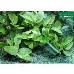 Anubias Nana Pinto – Zboží Dáma