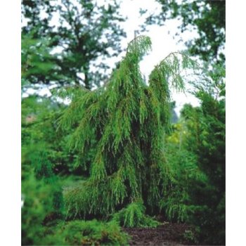 Juniperus communis Horstmann (jalovec obecný)
