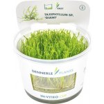 Taxiphyllum sp. Giant – Zboží Dáma